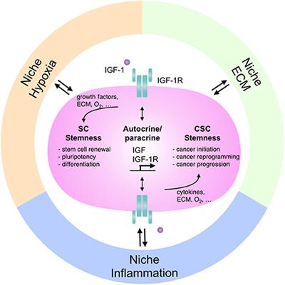 Niche Modulation of IGF-1R Signaling: Its Role in Stem Cell Pluripotency, Cancer Reprogramming, and Therapeutic Applications